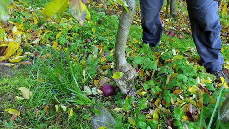 Ripping-out-an-apple-tree-in-order-to-make-room-for-new-ones