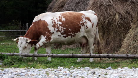 cow grazes grass near the haystack