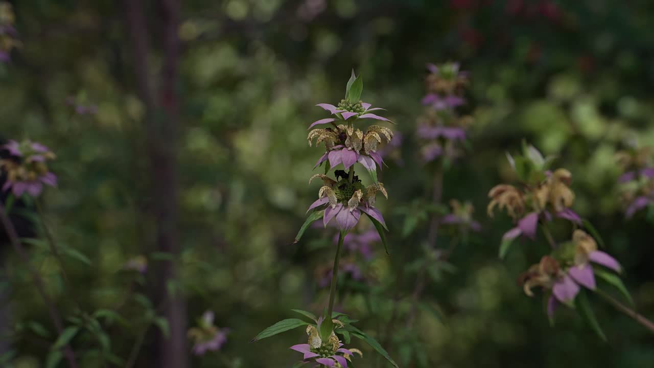 Spotted bee balm flower sways gently in the breeze, green nature background