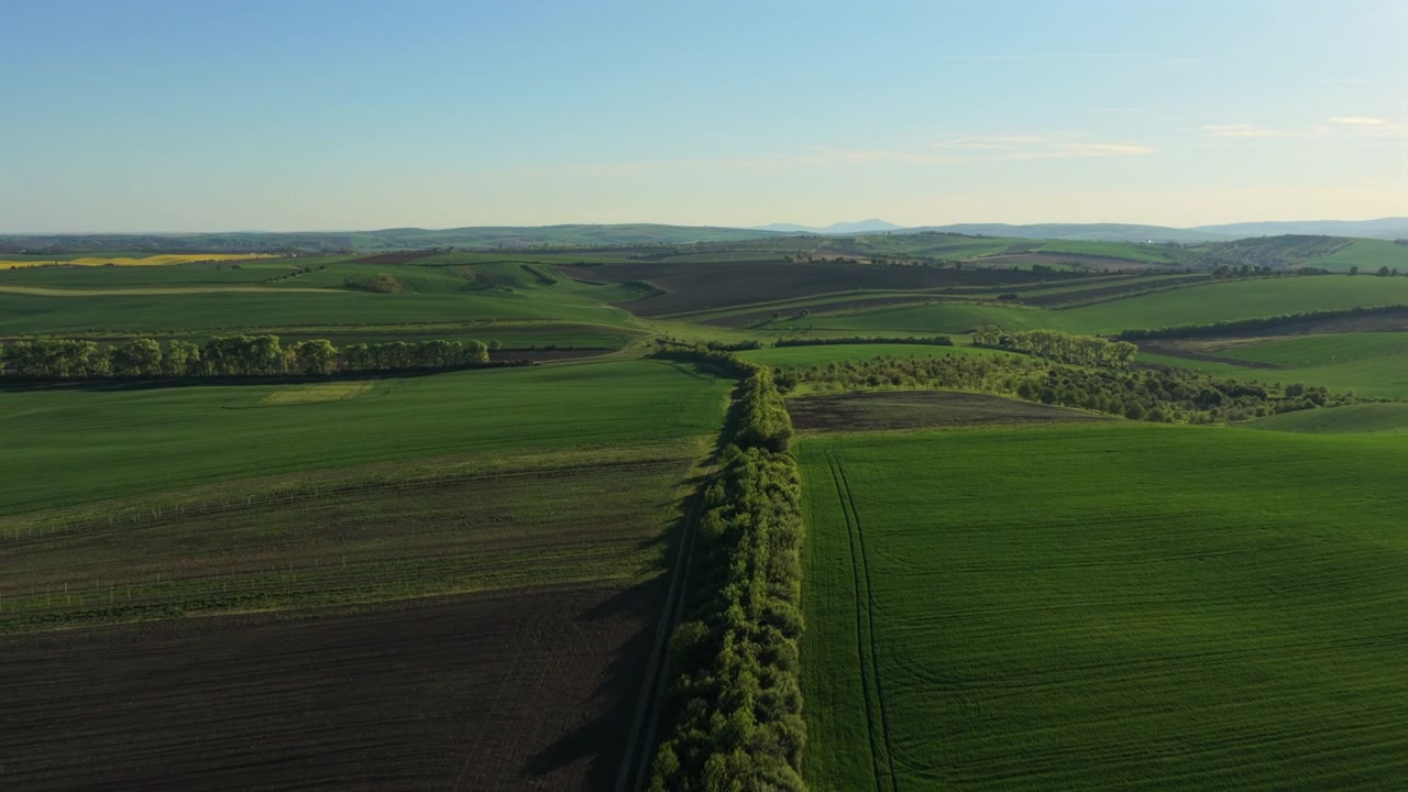 Aerial drone view of rolling countryside with a tree-lined rural road dividing green wheat fields and plowed land, stretching to distant hills, Moravia, Czech Republic.