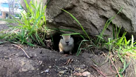 slow motion - a little prairie dog sticking its head out of a hole under a rock in a park on a sunny day in alberta canada