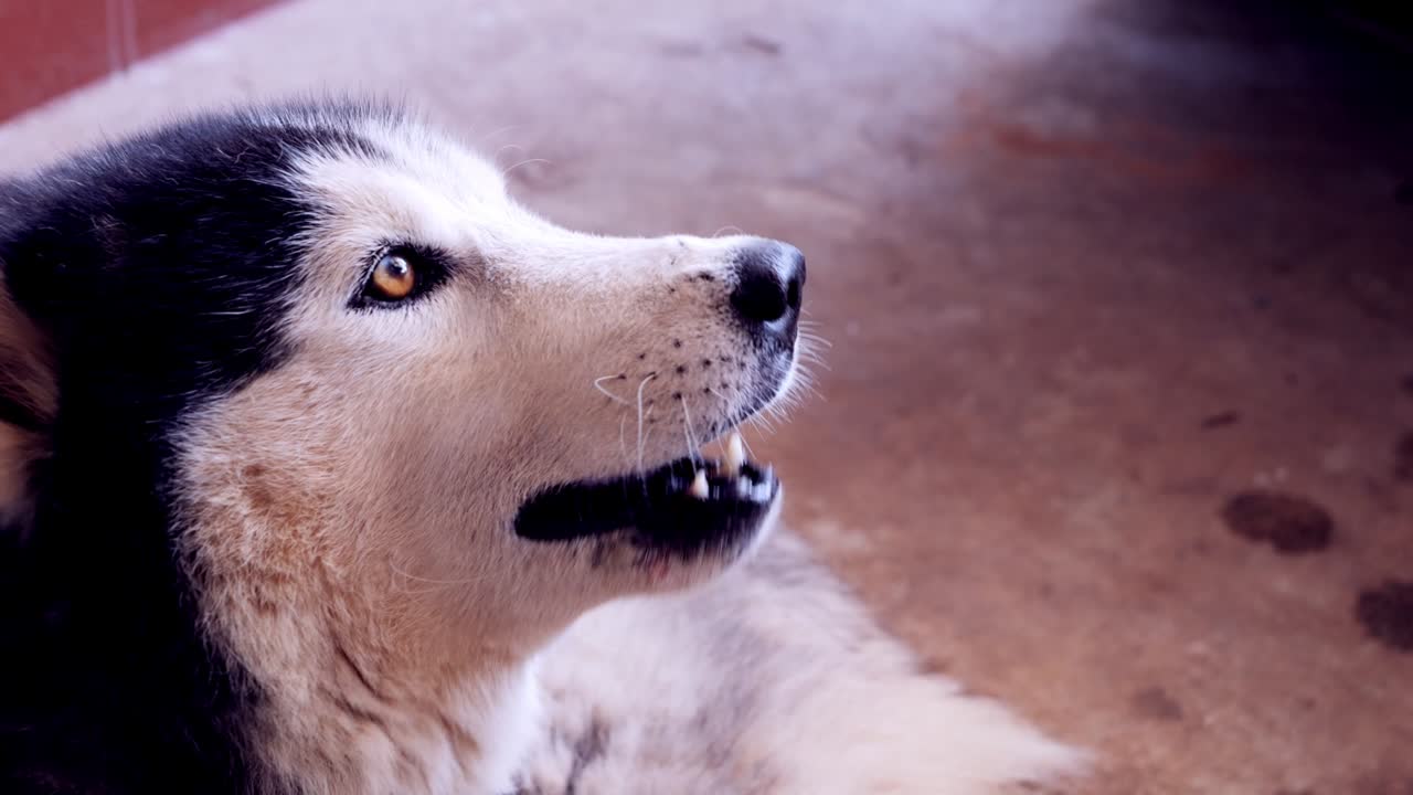 시베리아 허스키가 음식을 먹고 있습니다.