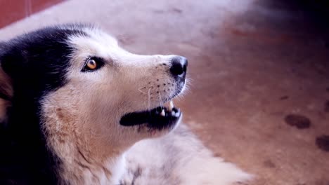 el husky siberiano comiendo comida.