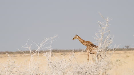 northern giraffe walking at the savannah in africa