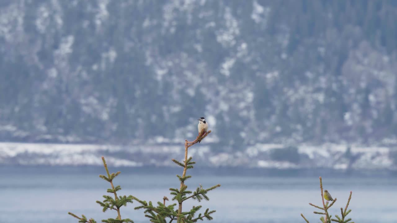 여성 유라시아 멋쟁이 새의 일종 침엽수 가지에 앉아