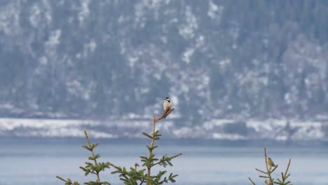 el pájaro camachuelo euroasiático femenino se sienta en la rama de la conífera