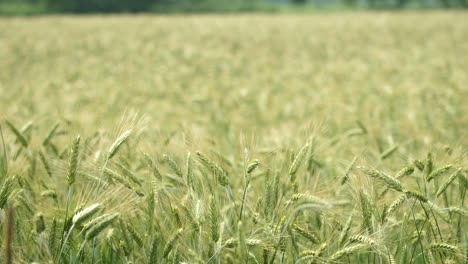 wide slow motion of wheat heads blowing in the wind