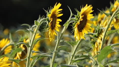 Girasoles-Vistos-Desde-Un-Lado-Moviéndose-Bailando-Con-La-Brisa,-Campo-En-Un-Fondo-Borroso