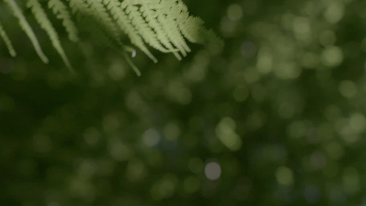 Woman strokes green fern in park as she walks by