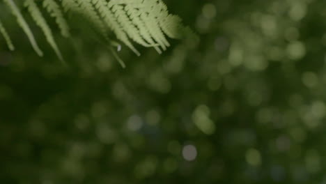 woman strokes green fern in park as she walks by