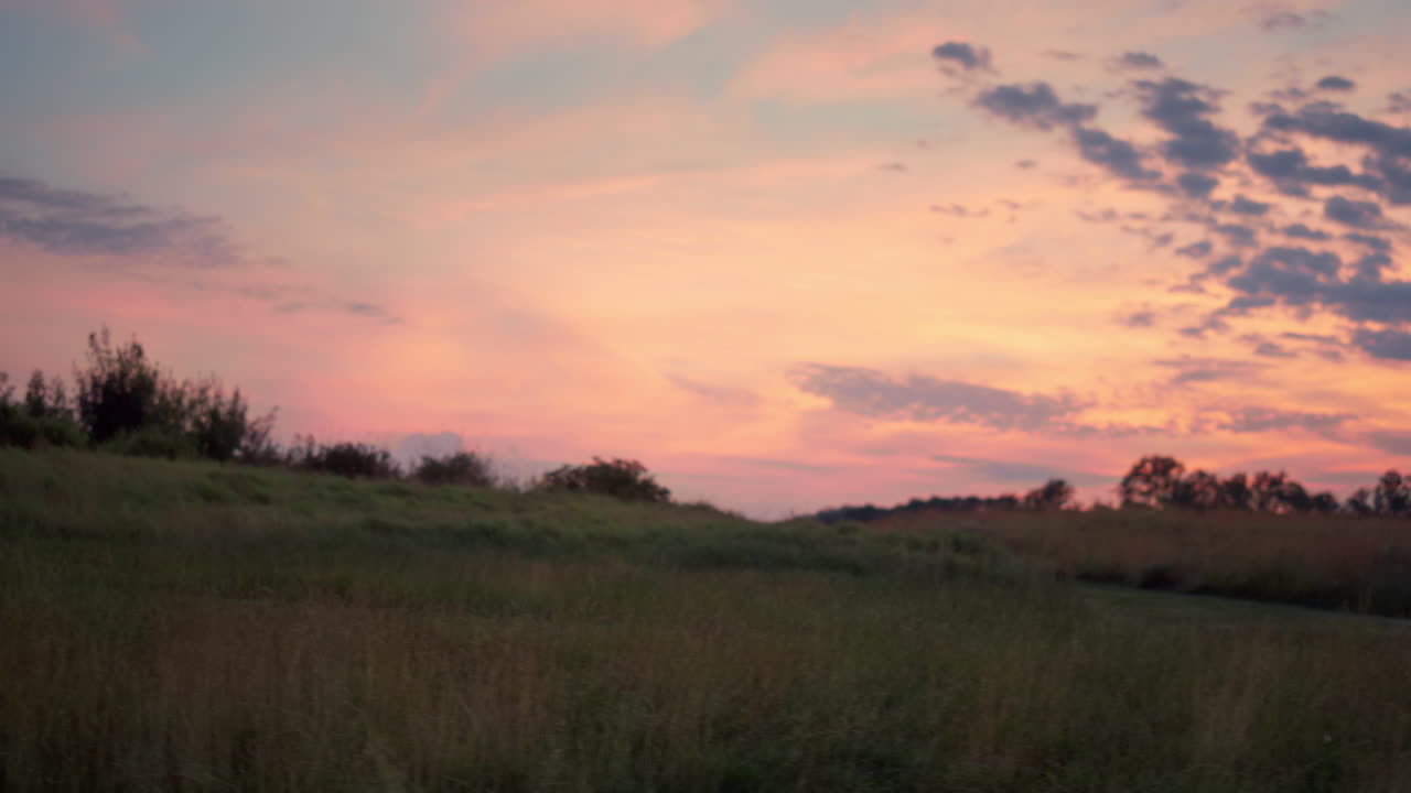 분홍색 하늘에 아름다운 일몰 필드 초원. 황금 잔디는 풍경 자연에 자란다.