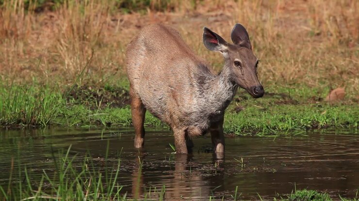 Un cervo Sambar che mangia canne d'acqua stando in acqua, un residente delle fitte giungle, avvistato a Bandhavgarh in India durante l'estate