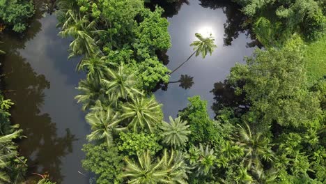 bosque verde profundo en el clima soleado