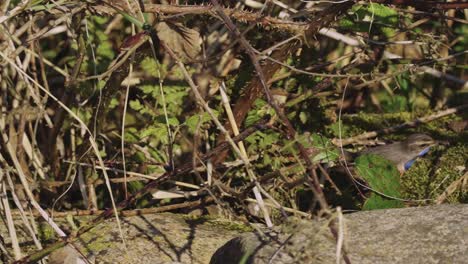 Blue-throat-bird-wandering-into-thorn-bush-at-Veluwe-National-Park---slow-motion