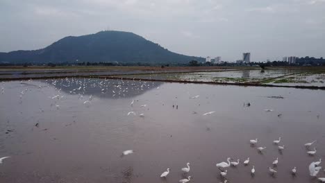 una hermosa mosca de grulla blanca en un campo de arroz en bukit mertajam, penang.