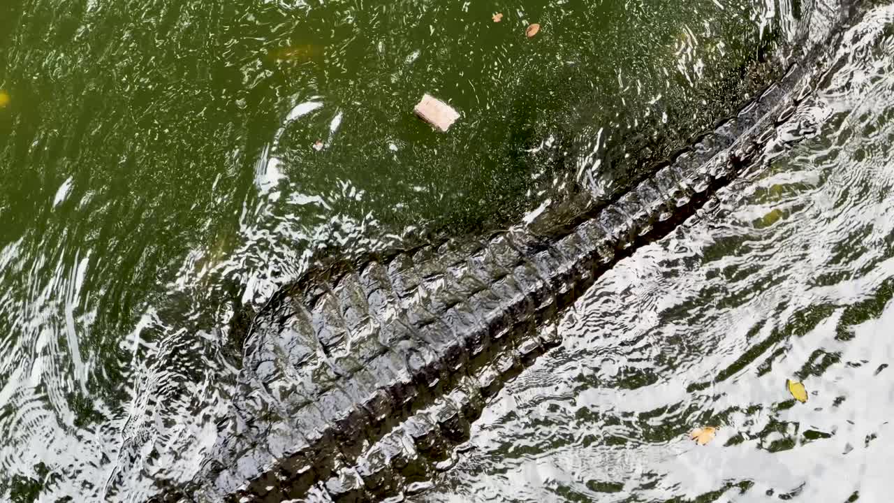 Seekor buaya besar berenang melintasi air hijau keruh, direkam dari perspektif atas dengan sudut tinggi.