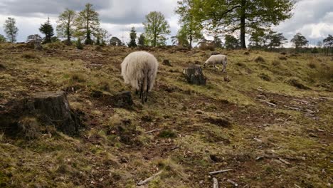 Schafe-Grasen-Auf-Einer-Heide