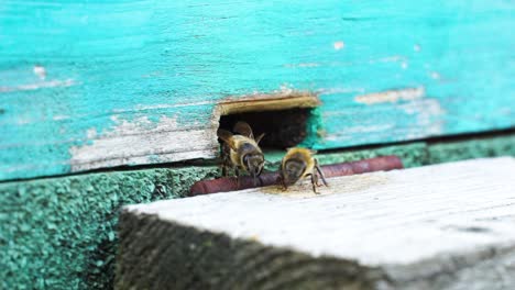 Closeup-of-Bees-at-Beehive-Entrance-on-a-Sunny-Day