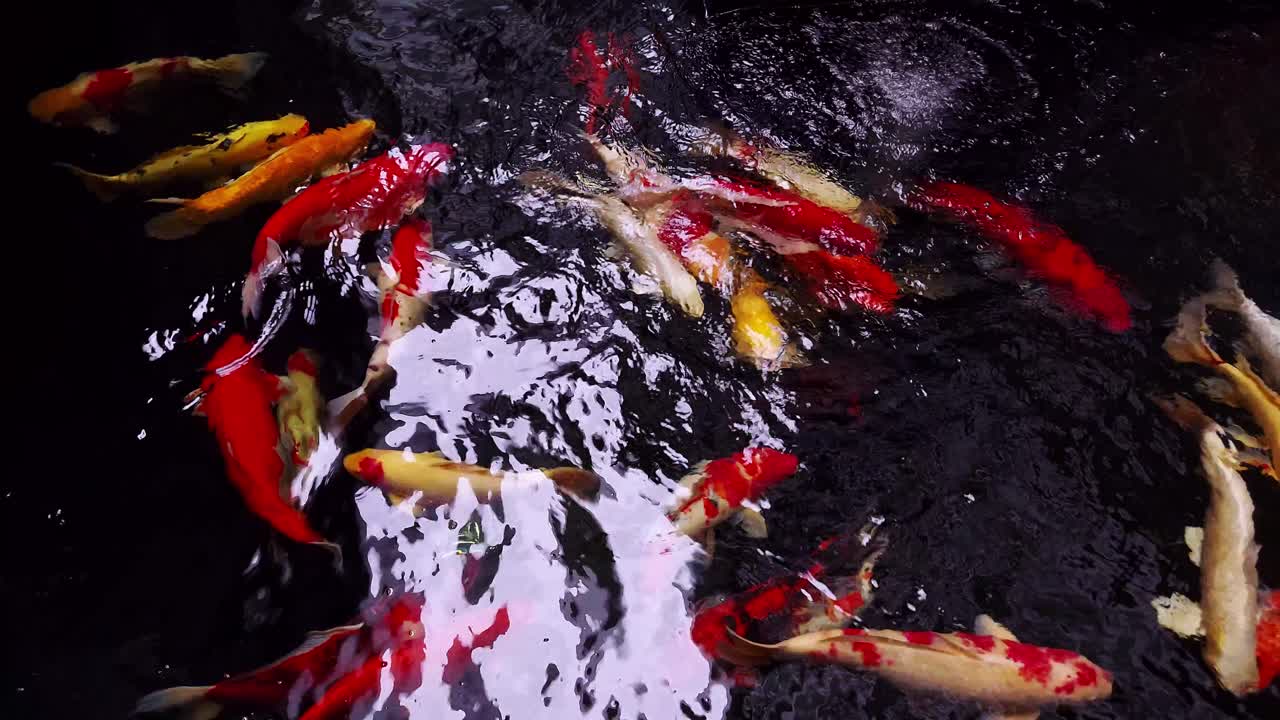 la gran variedad colorida y elegante de peces koi ornamentales en el estanque con reflejos de sombras de luz en el agua