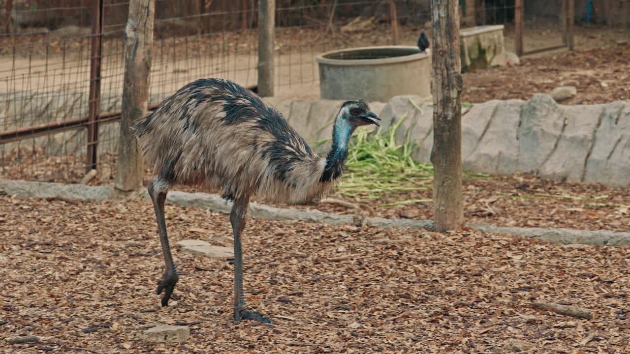 Emu walking in an outdoor enclosure
