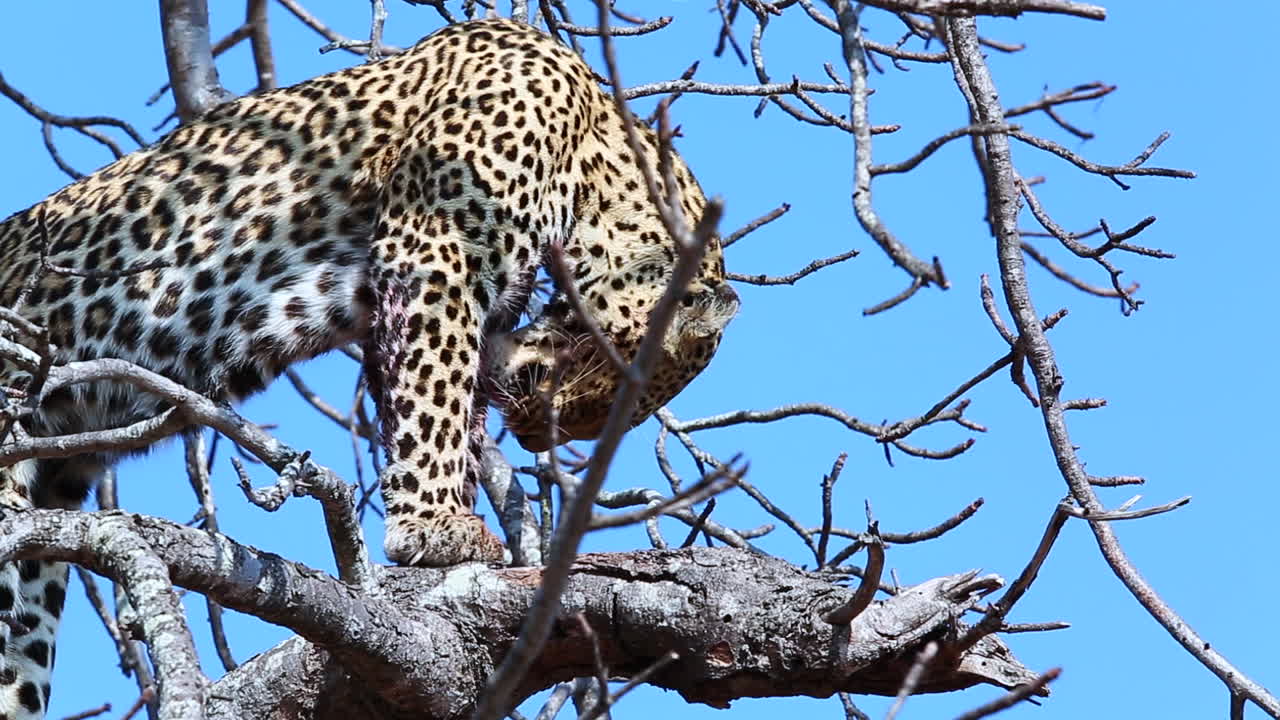 una anciana y experimentada leopardo lame la sangre de sus extremidades después de una caza exitosa - capturada en el gran parque nacional kruger