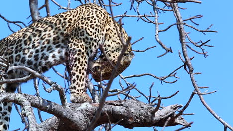 an old and experienced female leopard licks the blood from her limbs after a successful hunt - captured in the greater kruger national park