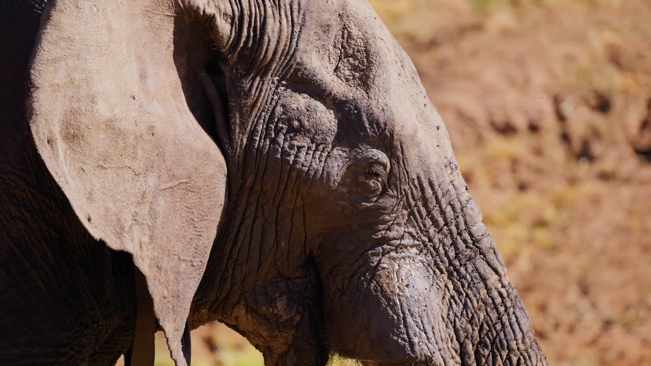 Elephant Close-up