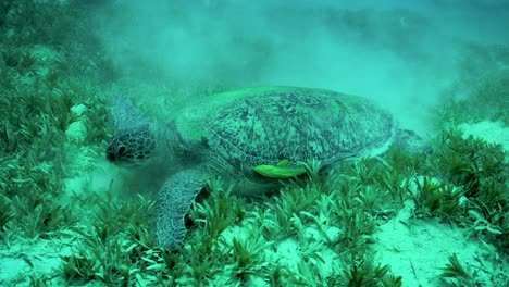 Hermosa-Tortuga-Marina-Alimentándose-En-El-Fondo-Del-Océano--bajo-El-Agua