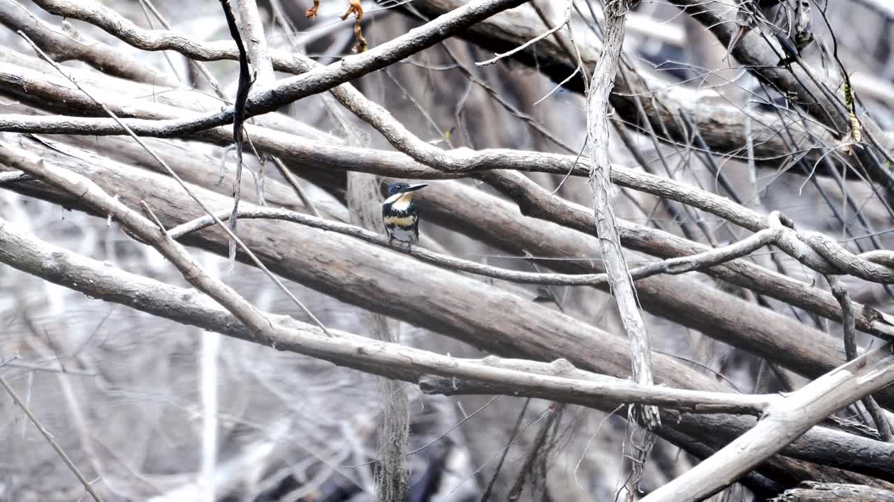 маленький зеленый рыбак охотится в одиночку