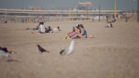 Variedad-De-Pájaros-Descansando-En-El-Suelo-En-La-Playa-Con-Gente-Merodeando---Plano-General