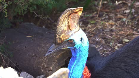 gran pájaro negro salvaje no volador, el casuario del sur, casuarius casuarius descansando y posando en el suelo del bosque, preguntándose por el medio ambiente circundante en su hábitat natural, toma de cerca