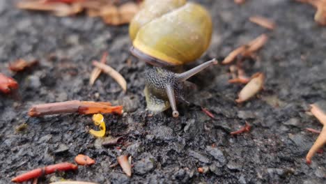 a small yellow garden snail moving arcoss the leafy pavement and then curling up into a ball