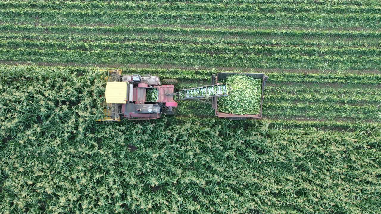 vista aérea de la cosecha de maíz