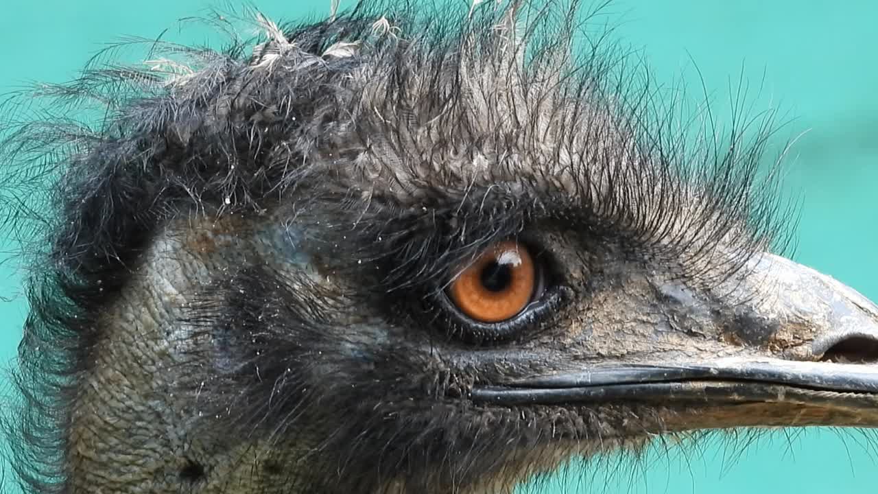 cerca del ojo de la uem, dromaius novaehollandiae