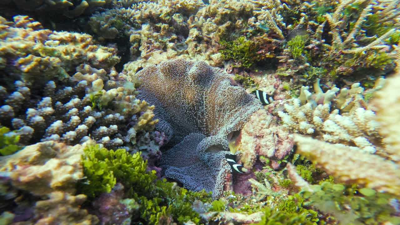 Underwater World: Clownfish in Coral Reef