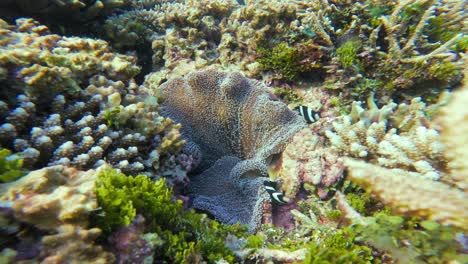 underwater world: clownfish in coral reef