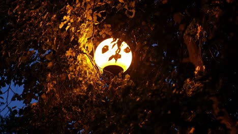 orange street lamp shining through tree branches in evening