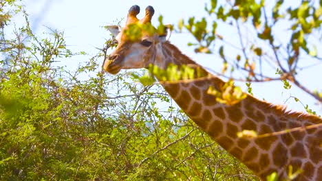 african giraffe eating leaves from tree on safari