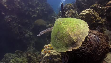 tortuga carey 3