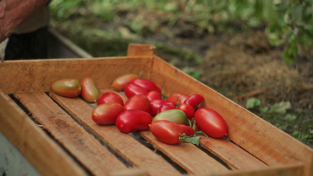 Hands of Senior Woman Collecting Peppers and Tomatoes in Wooden Crate