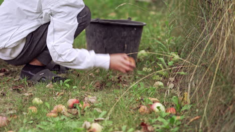 harvesting apples. boy picks up juicy fruits in a bucket. child taking apples from the ground on the natural grass background.