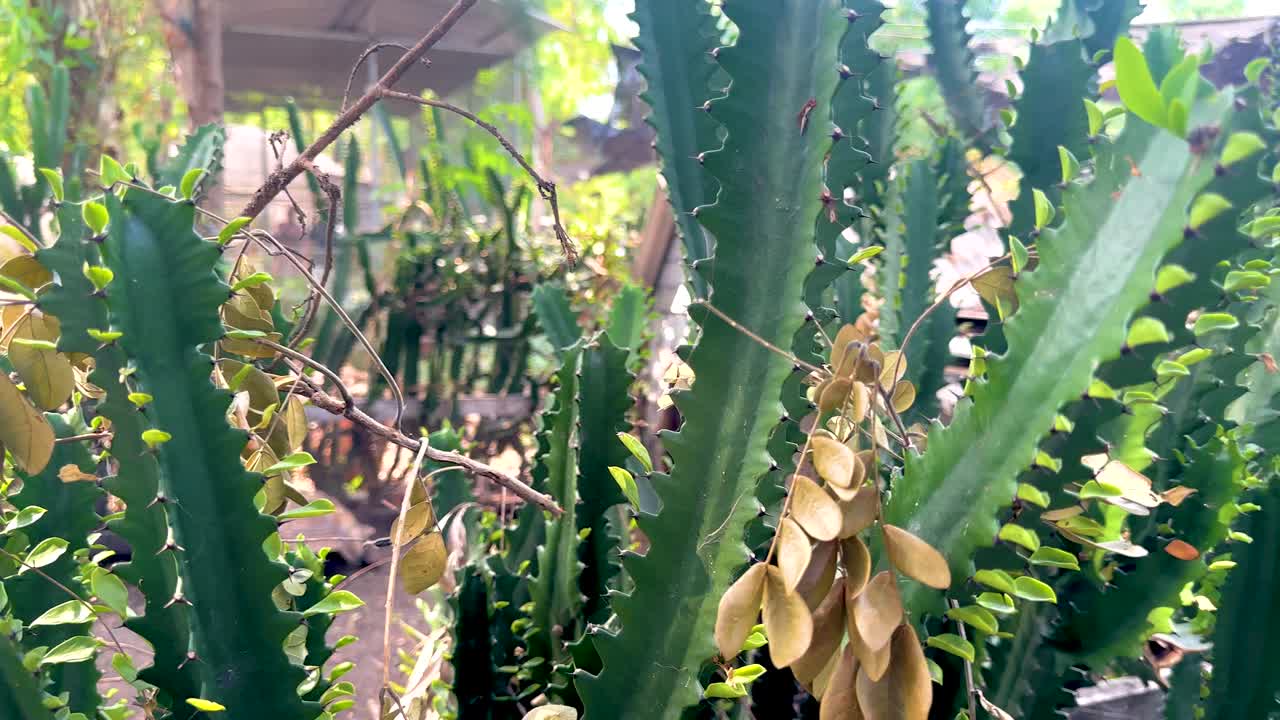 Cacti and foliage at a bustling market
