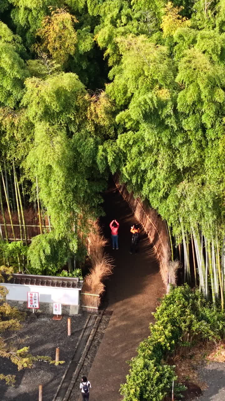 Aerial drone view of the Arashiyama Bamboo Forest in Kyoto, Japan