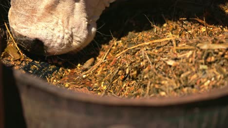 captura de pantalla de una vaca de ganado comiendo heno y pasto seco de un balde en el rancho de una granja