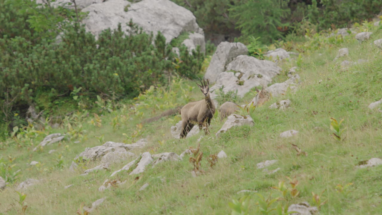 Primo piano di camosci e cuccioli in piedi su un prato in alta montagna