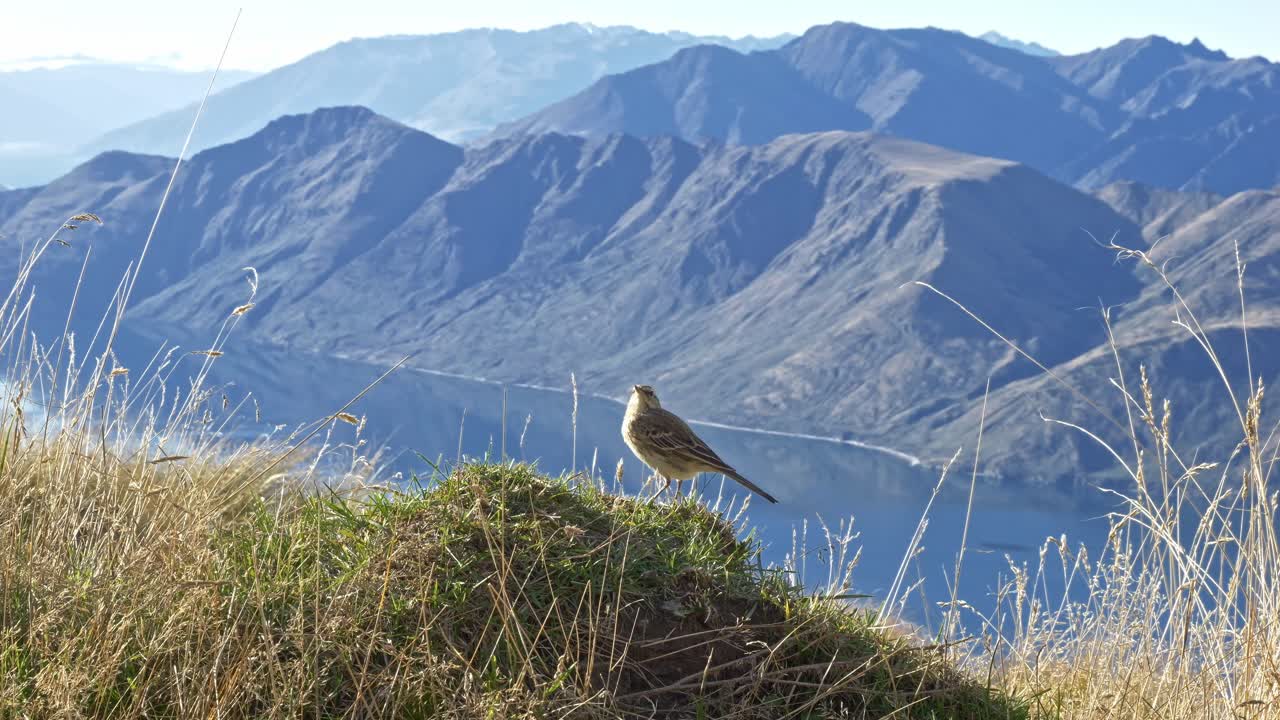 Water Pipit Bird In Roys Peak, Wanaka, New Zealand - Wide Shot