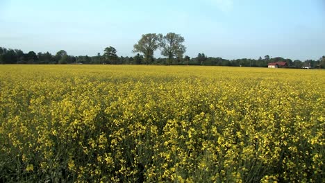 pan shot or rape field in the west of ingolstadt, bavaria, germany