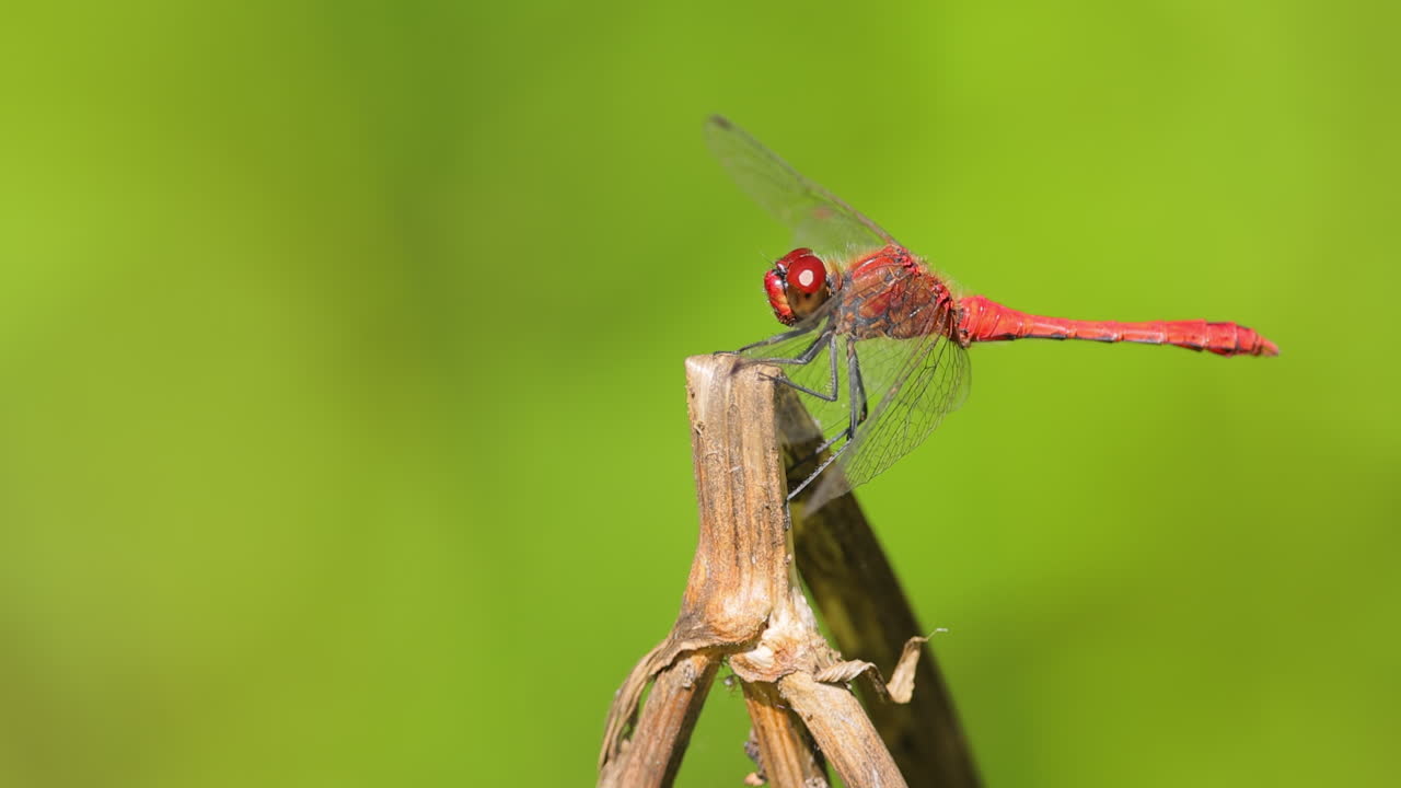 la libélula escarlata (crocothemis erythraea) es una especie de libélula de la familia libellulidae. sus nombres comunes incluyen escarlata ancha, darter escarlata común.