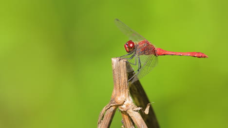 La-Libélula-Escarlata-(crocothemis-Erythraea)-Es-Una-Especie-De-Libélula-De-La-Familia-Libellulidae.-Sus-Nombres-Comunes-Incluyen-Dardo-Escarlata-Ancho-Y-Dardo-Escarlata-Común.