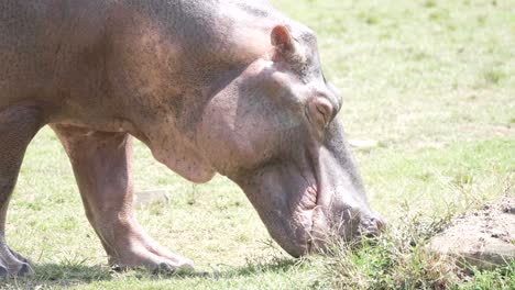 Nahaufnahme-Eines-Nilpferds,-Das-Gras-Auf-Der-Seite-Des-Felsens-Frisst